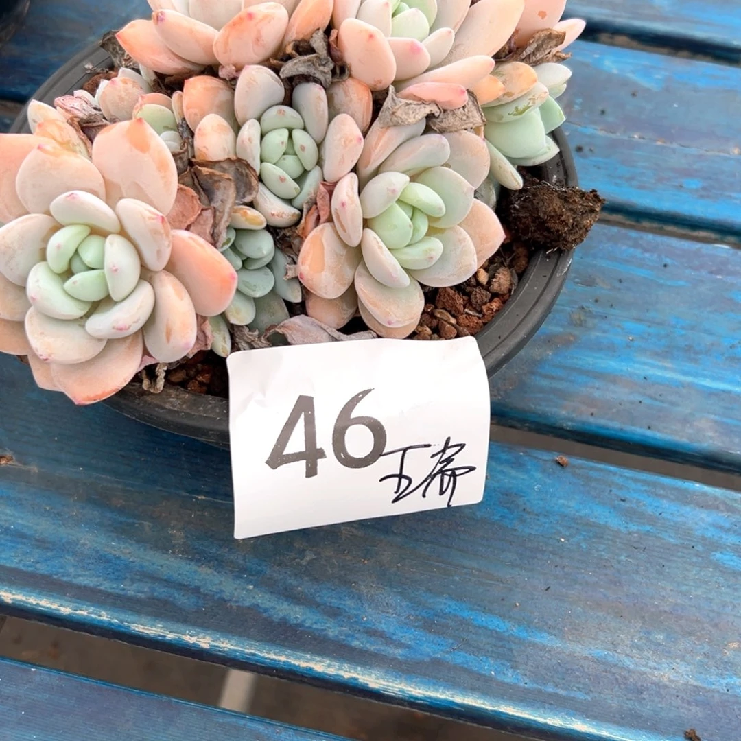 阿****°46-（个单纯工程好吃