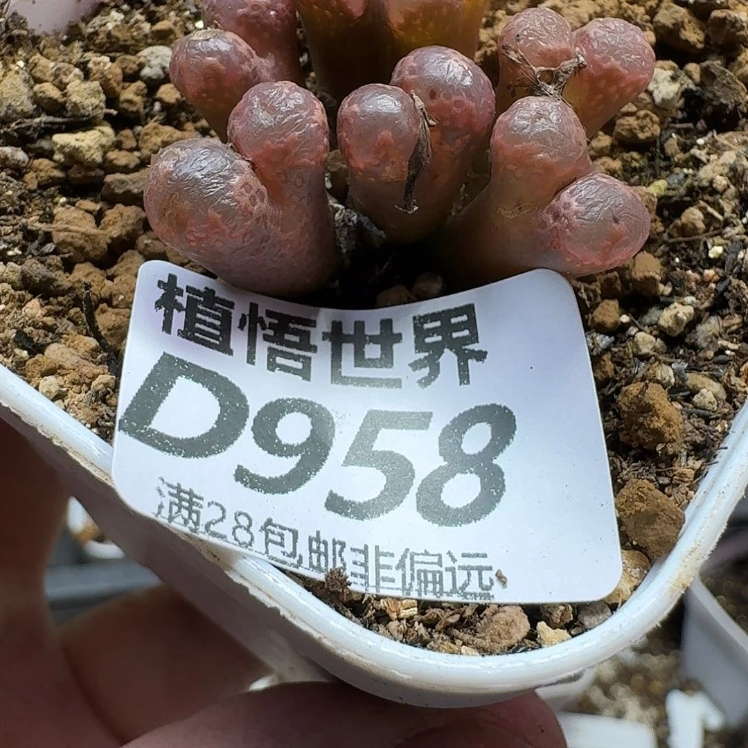 多肉植物的人生fgh