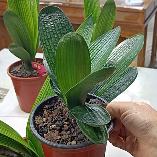 当前无花栽培后可以开花