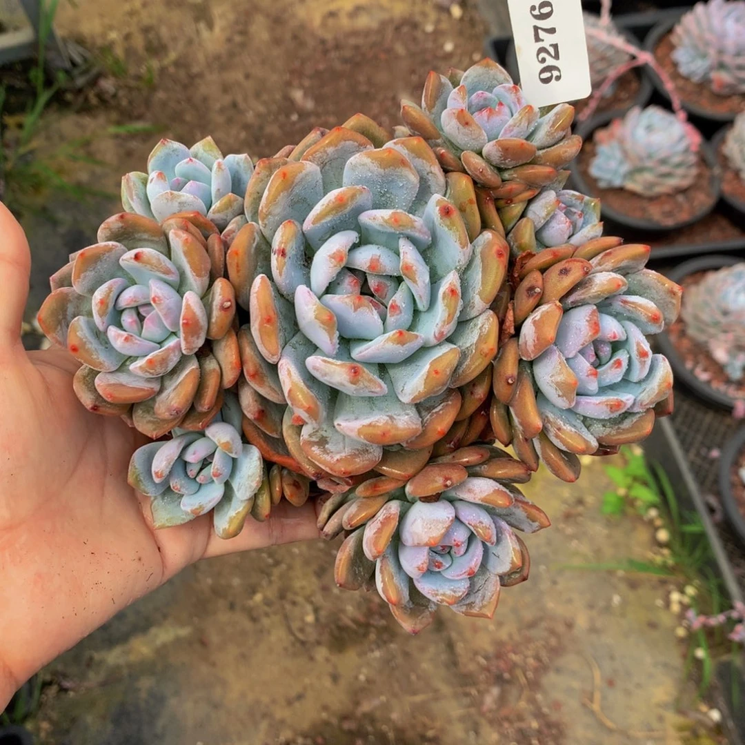 92764嗯嗯嗯嗯嗯嗯嗯嗯嗯