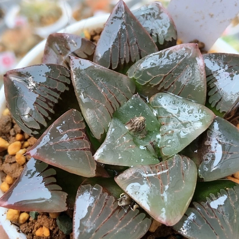 【闪购商品】袅*实生寿67