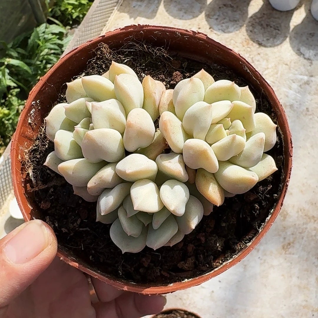 超奶 3头 一物一拍