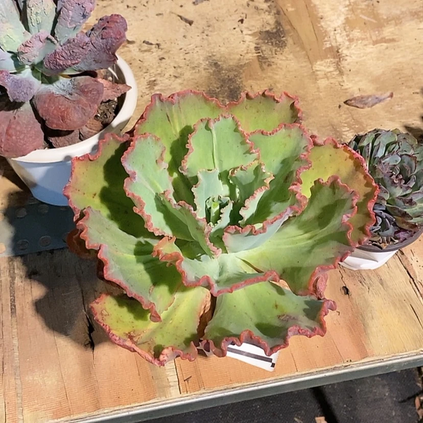 【闪购商品】舞会红裙2736