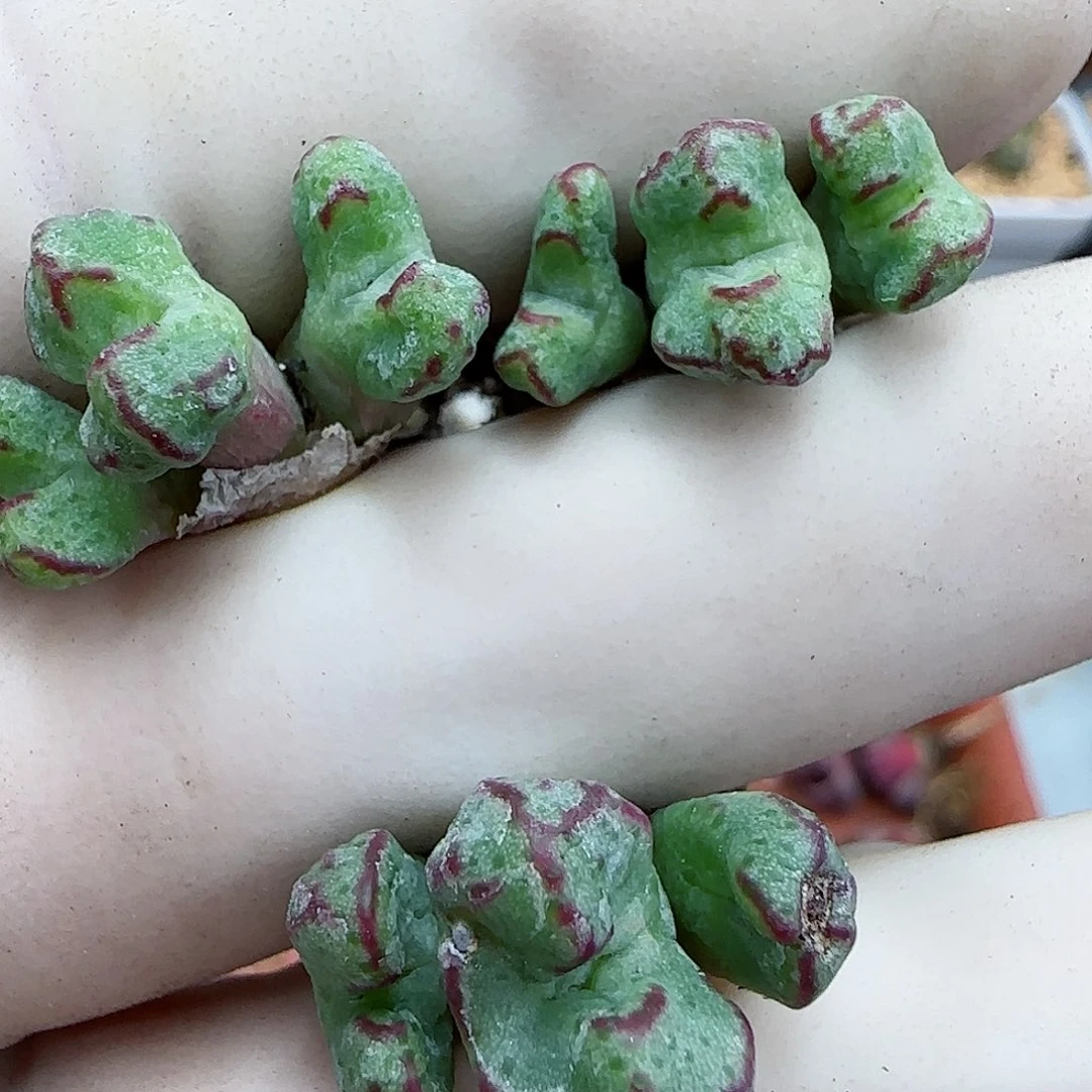 167平头斑马福利