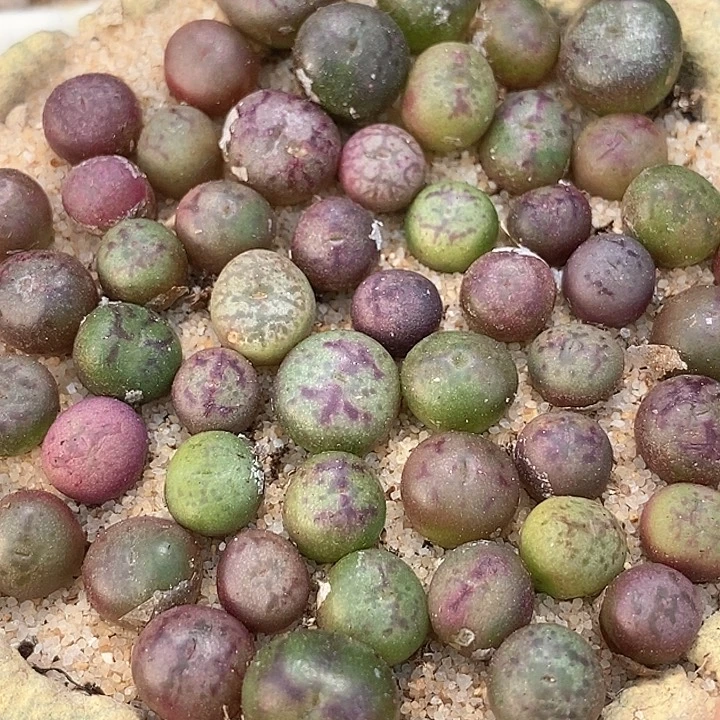 23542吕红杂猴子一颗