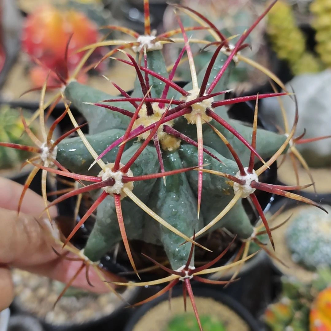 福利实生根江守玉仙人球