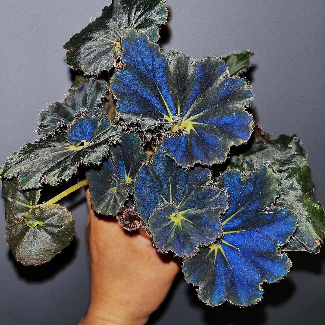 黑骑士秋海棠 反蓝光 热带植物秋海棠室内盆栽适合客厅桌面观赏