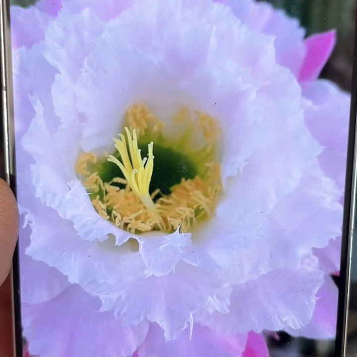 毛花柱柠檬心8公分满18包邮