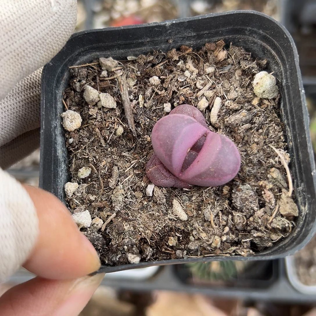 DVD咯哦哦呃呃呃呃呃呃呃