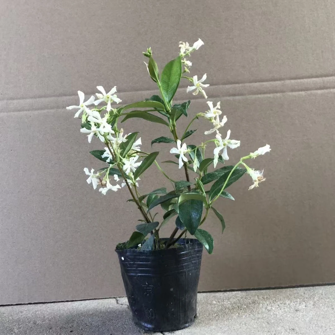 风车茉莉花盆栽懒人好养络石藤垂丝爬藤花卉耐寒庭院植物四季开花