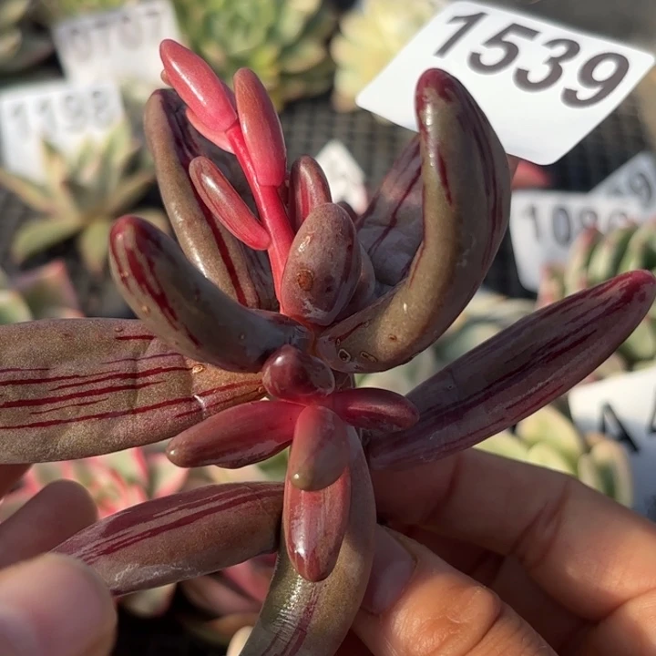 红手指锦多肉植物满18包邮当场凑单不满单隔天发顺丰到付