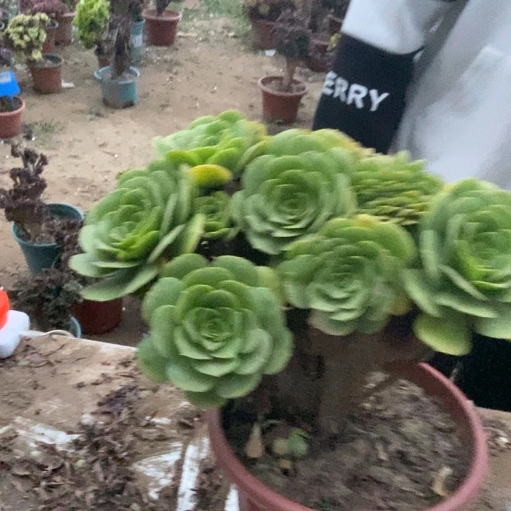 小***丹093绿羊绒缀化老桩