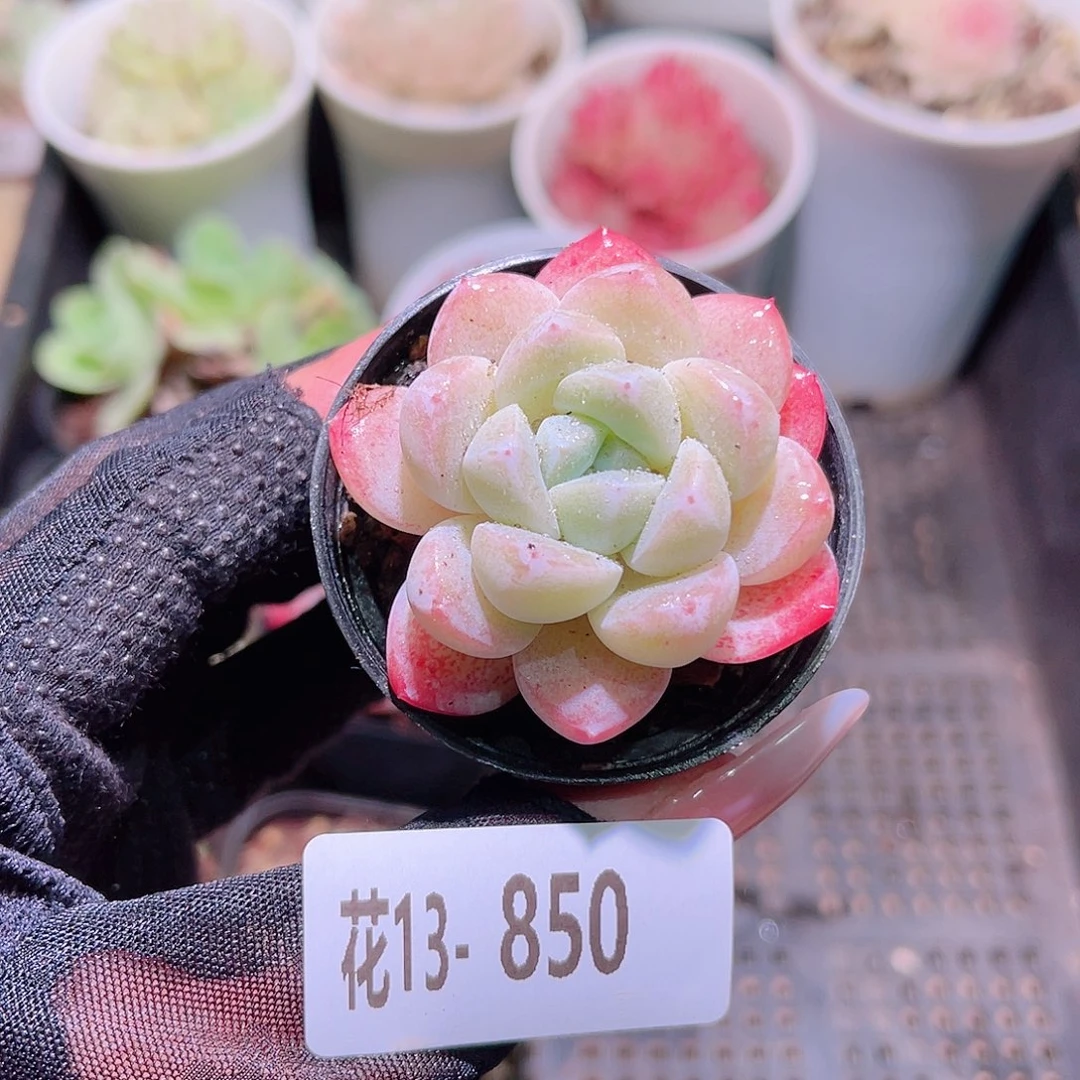 花利美13-850冰玉