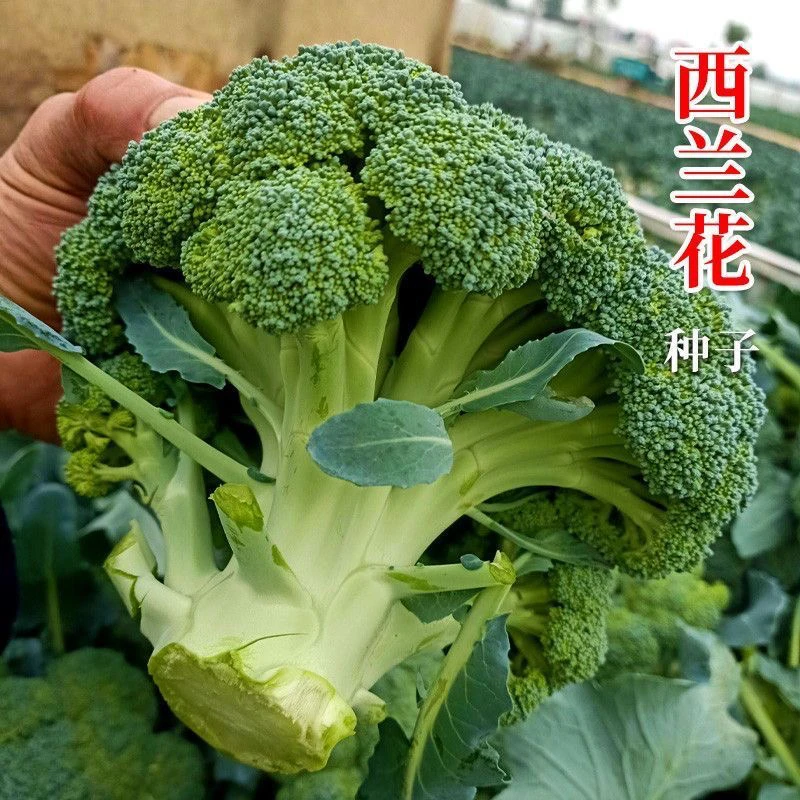 【全店任选满8包包邮】西兰花种子大全花菜种子蔬菜种子全集