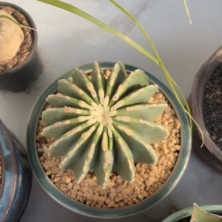 无刺王冠龙仙人球123