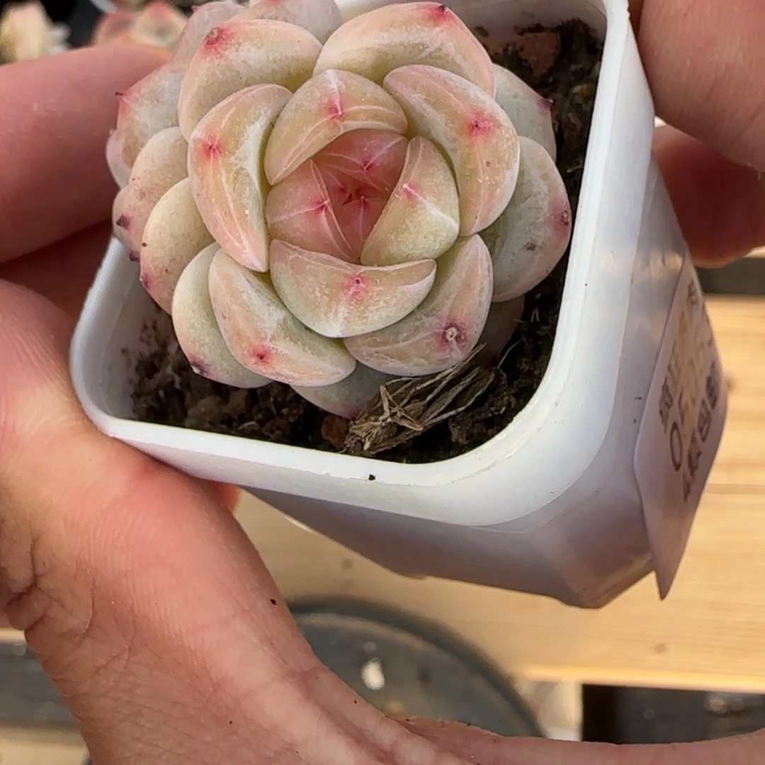一物一拍麦秆珍妮05053