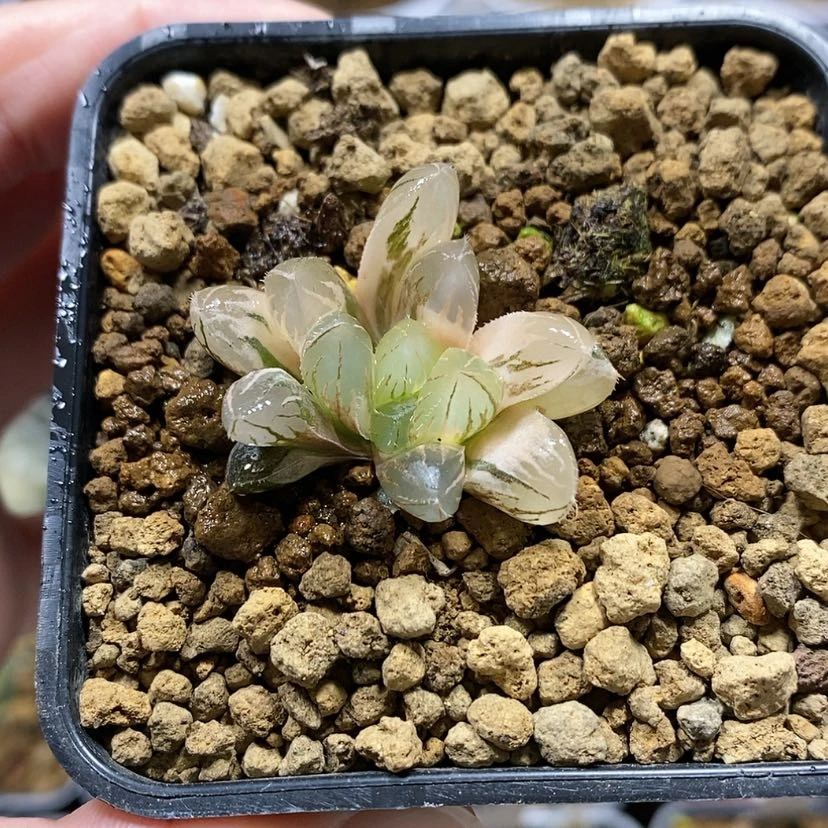 【闪购商品】72实生玉露锦