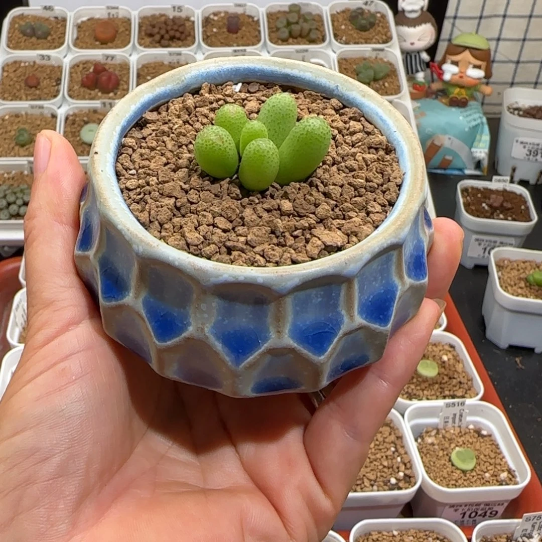 肉锥多肉植物组合-玉米母本有疤带盆1314