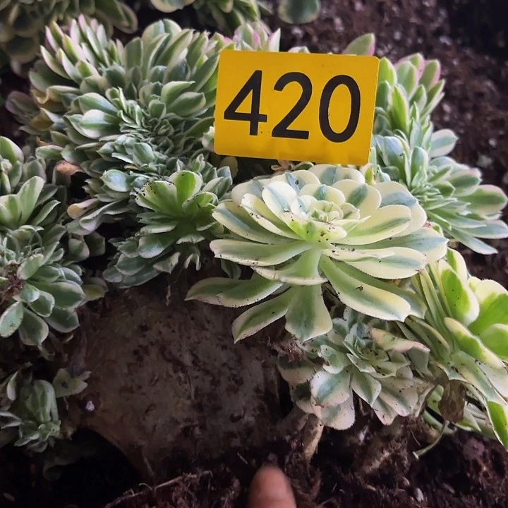 多肉植物福利420