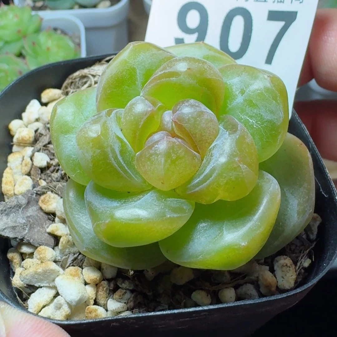 石化雪瓷            精美多肉植物