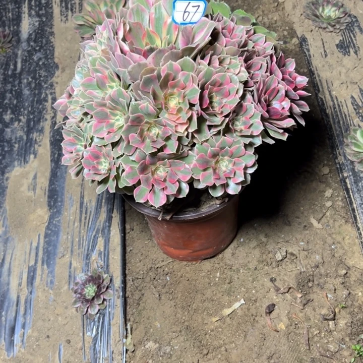 多肉植物粉女妖67