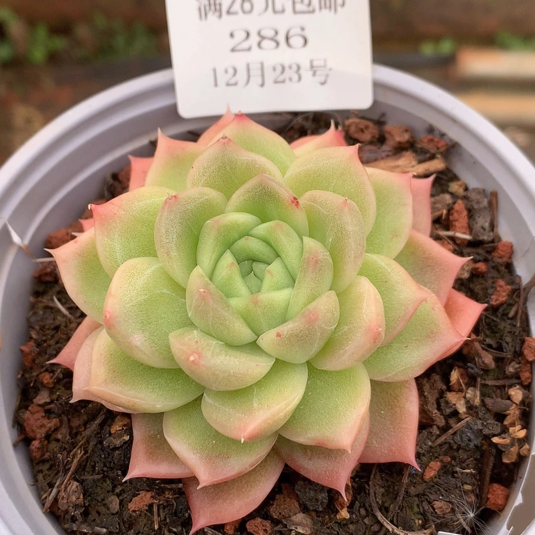 【闪购商品】云286