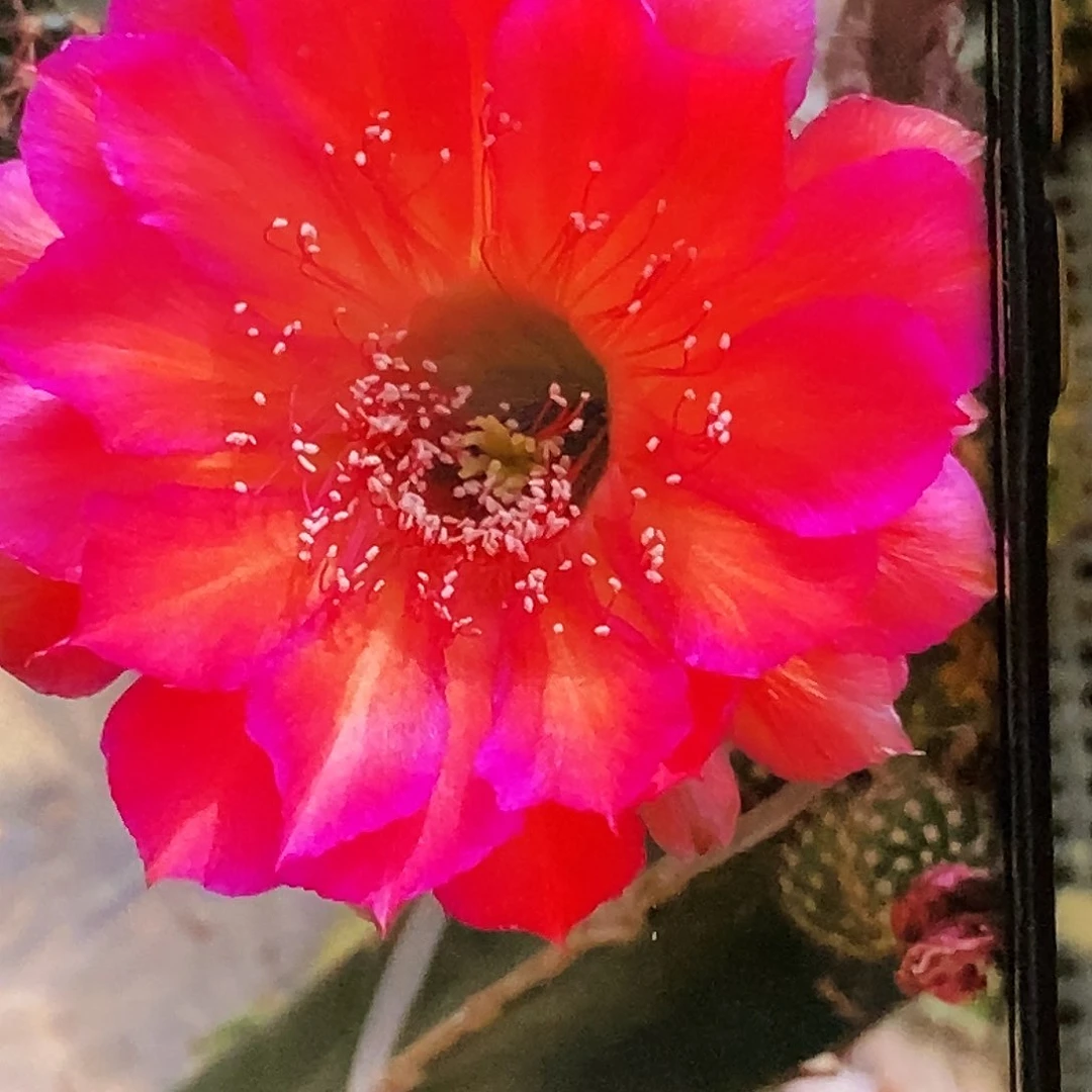 彩 闪耀侧芽歪20包邮/5公分