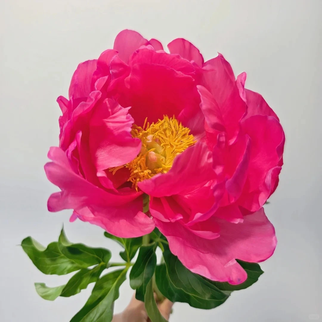 【宝拉仙女】芍药苗适合盆栽地栽阳台庭院花园 包对版包正版