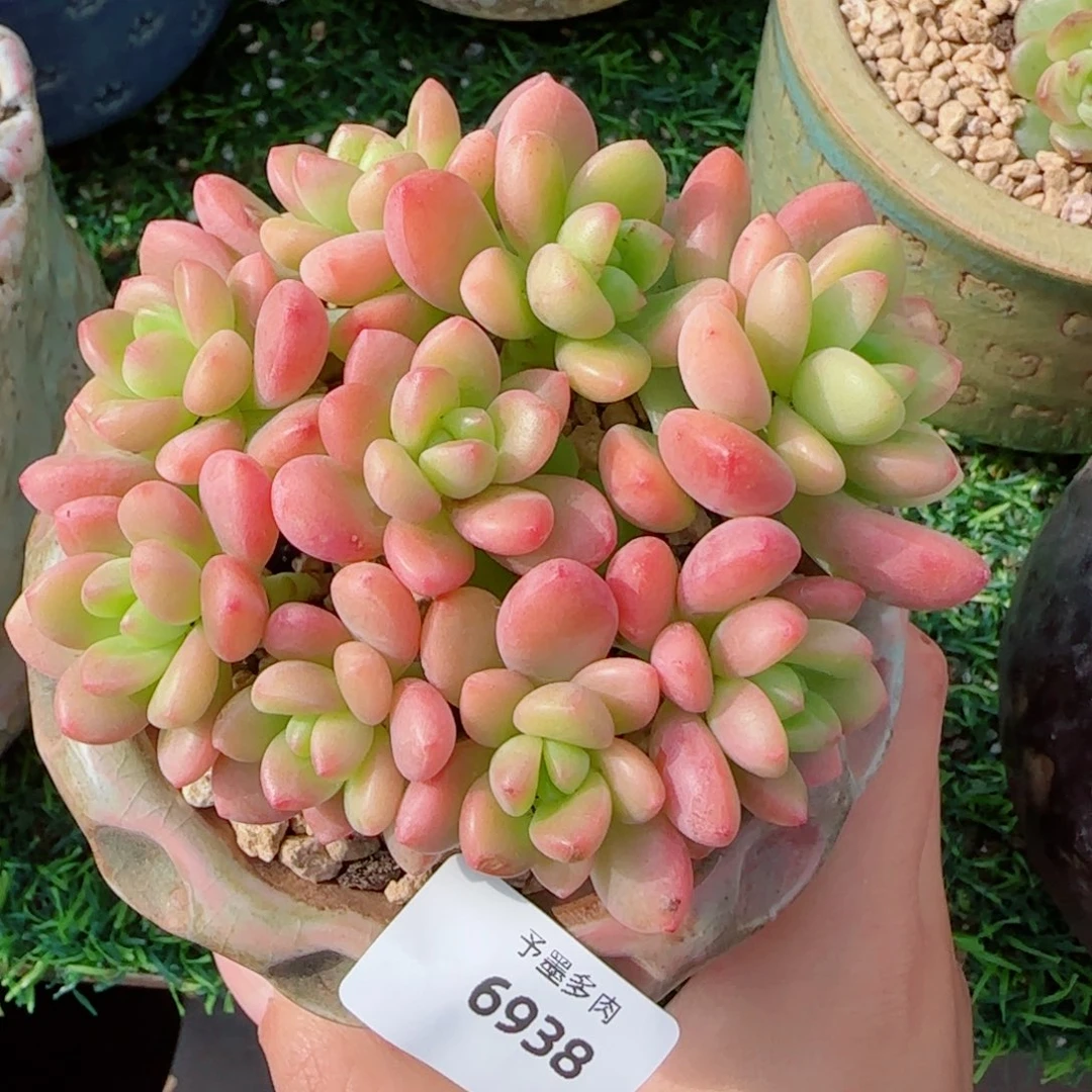 香格里拉，6938多肉植物