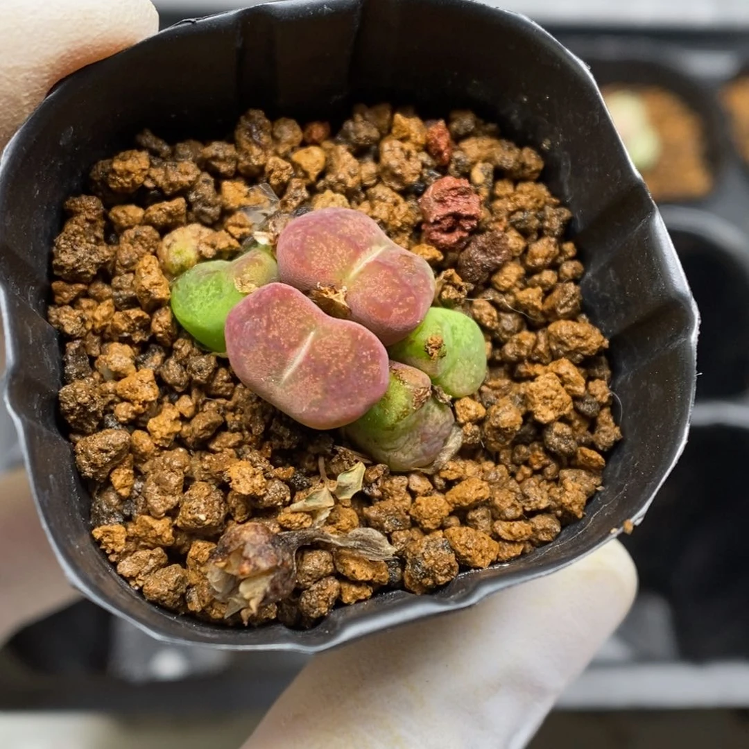 多肉植物肉锥杂交K-3855