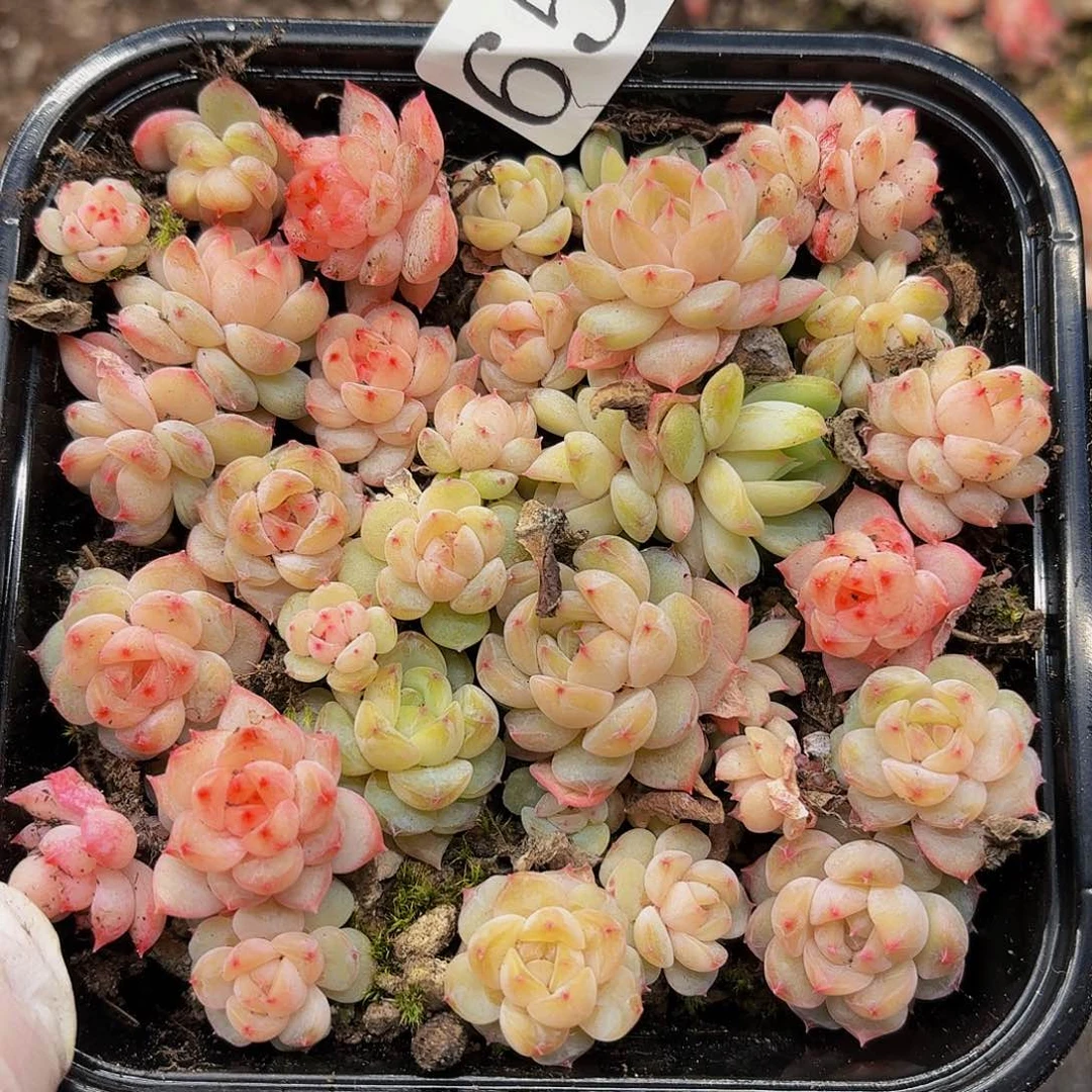 多肉植物多肉植物65