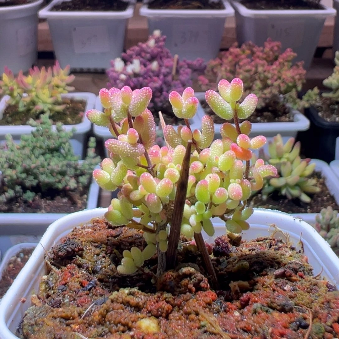 72米粒锦一物一拍包开箱