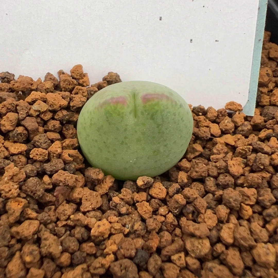 18-97肉锥多肉植物