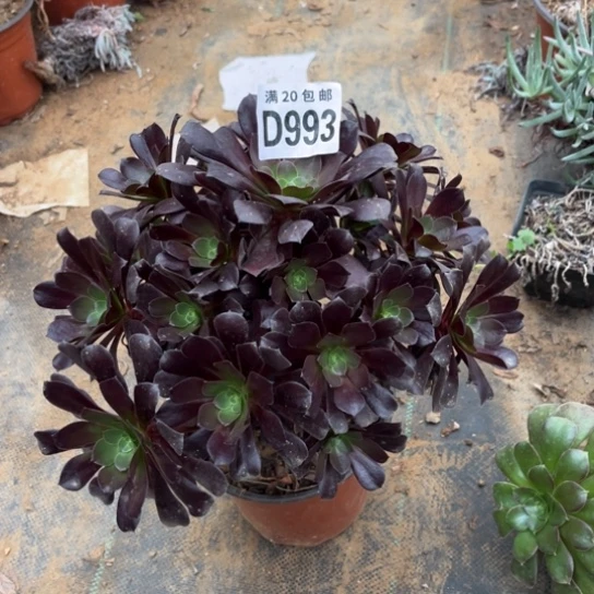 993欧紫法师不包断枝