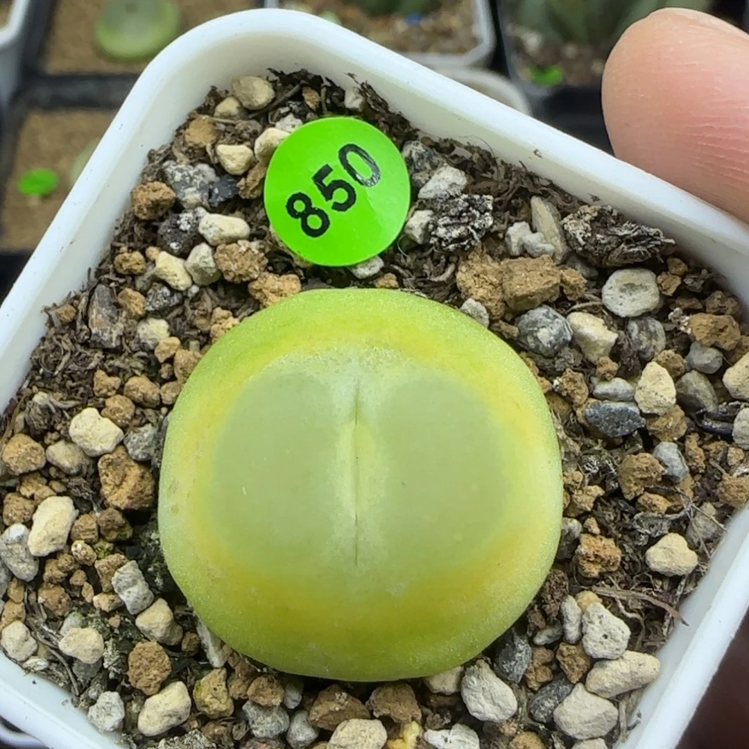 拉登2.5+多肉植物850