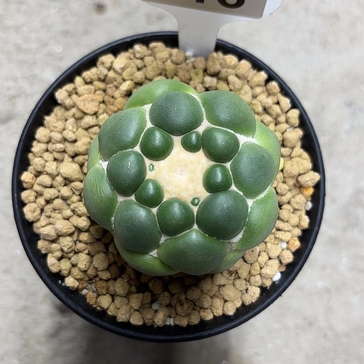 噢***吖16-0808无刺象牙现货多肉