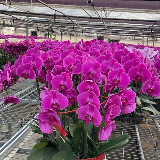 当前无花朵，栽培后可花朵大辣椒