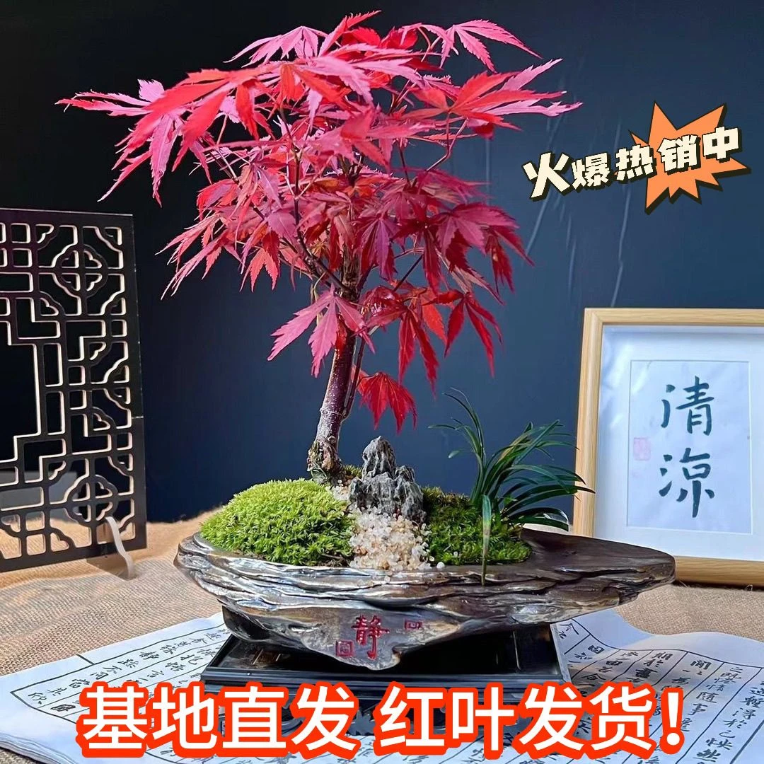 新疆西藏包邮红枫盆景中国红枫树苗日本红枫红舞姬黄金枫矮桩室内
