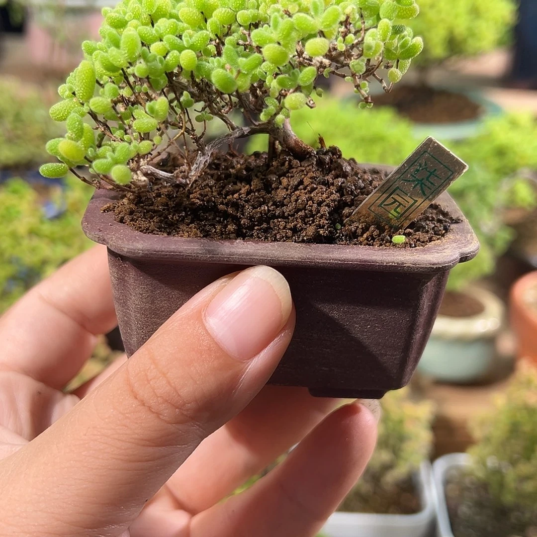 蜜橘糖球精致小造型
