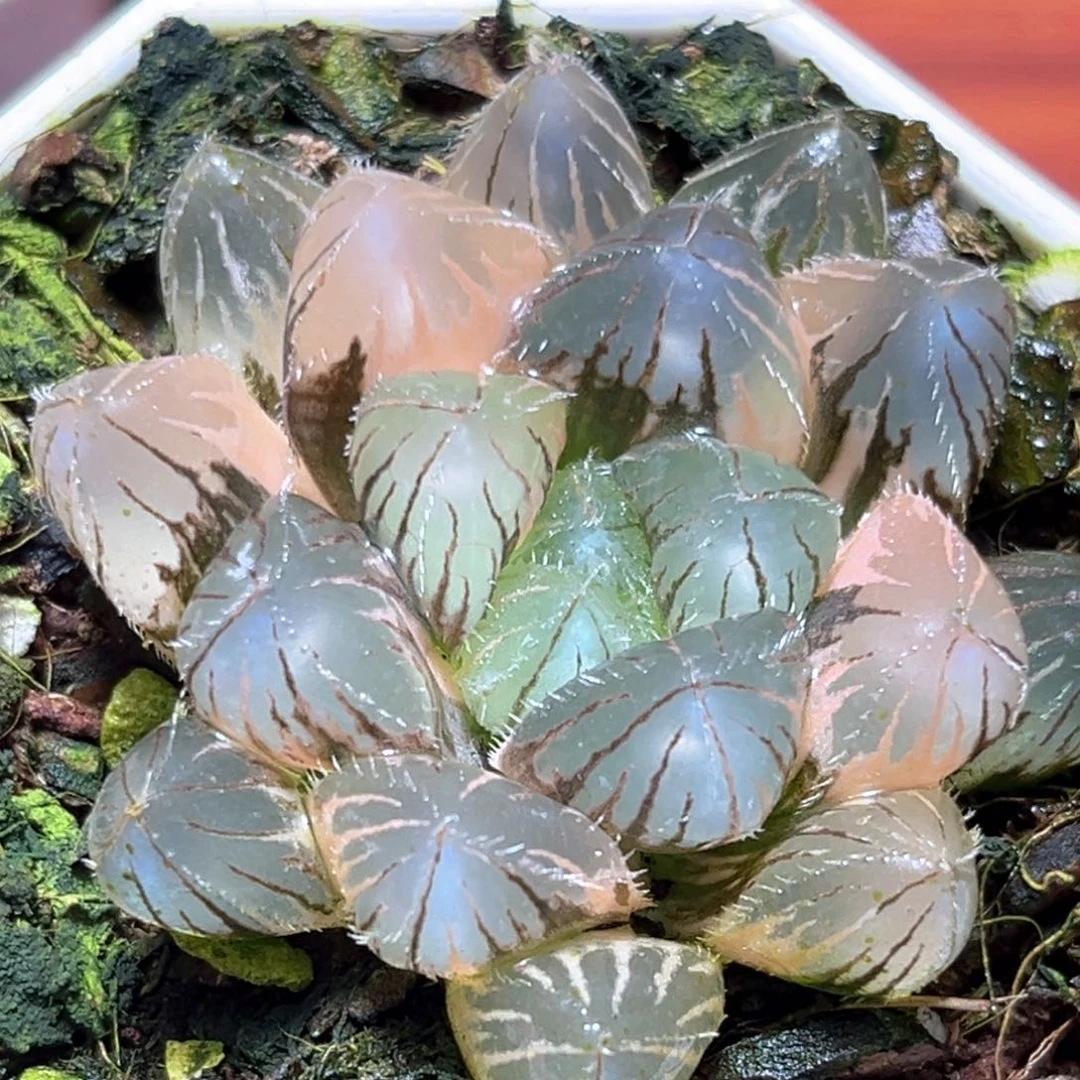 恭喜发财大吉大利164