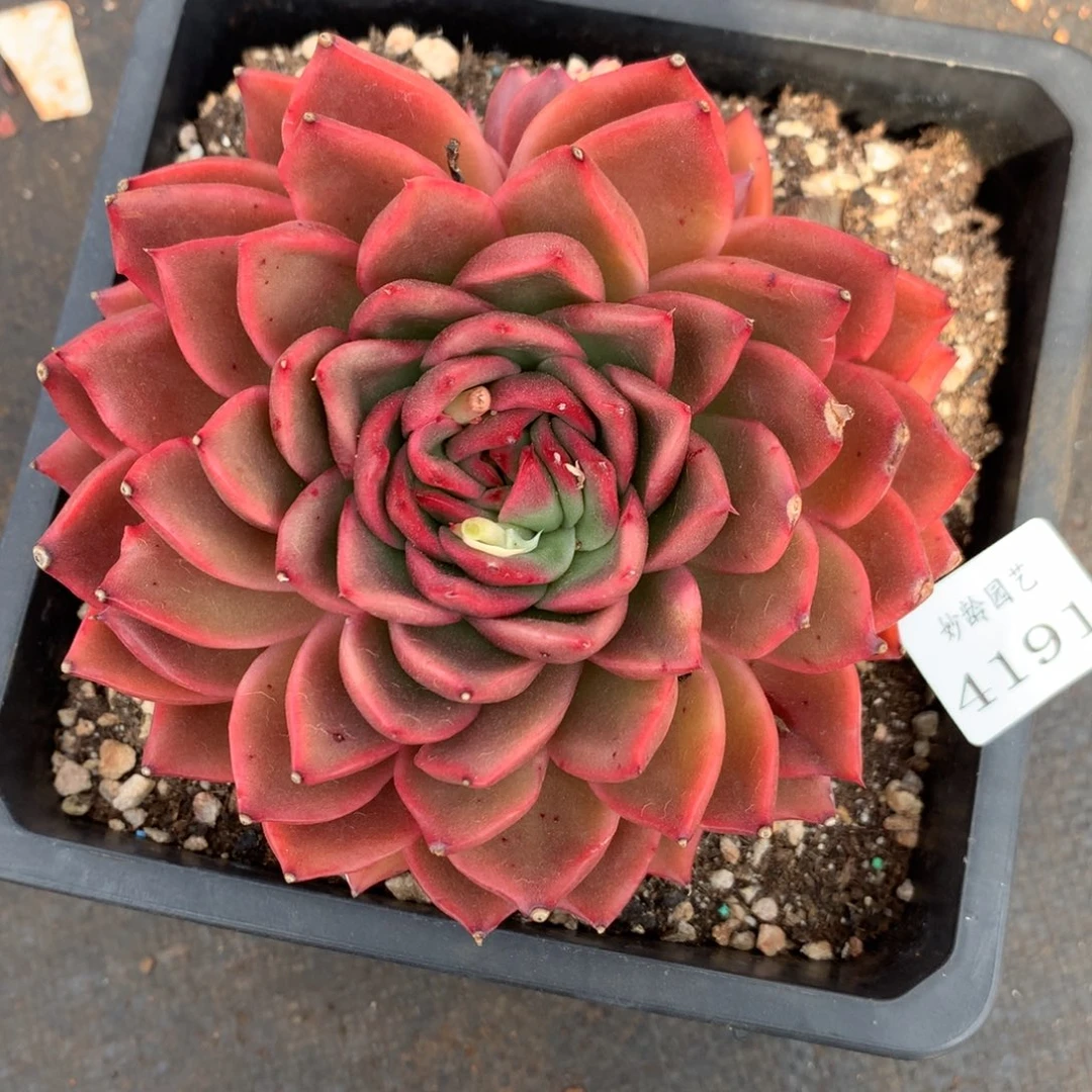 4191杂交精品基地11厘米