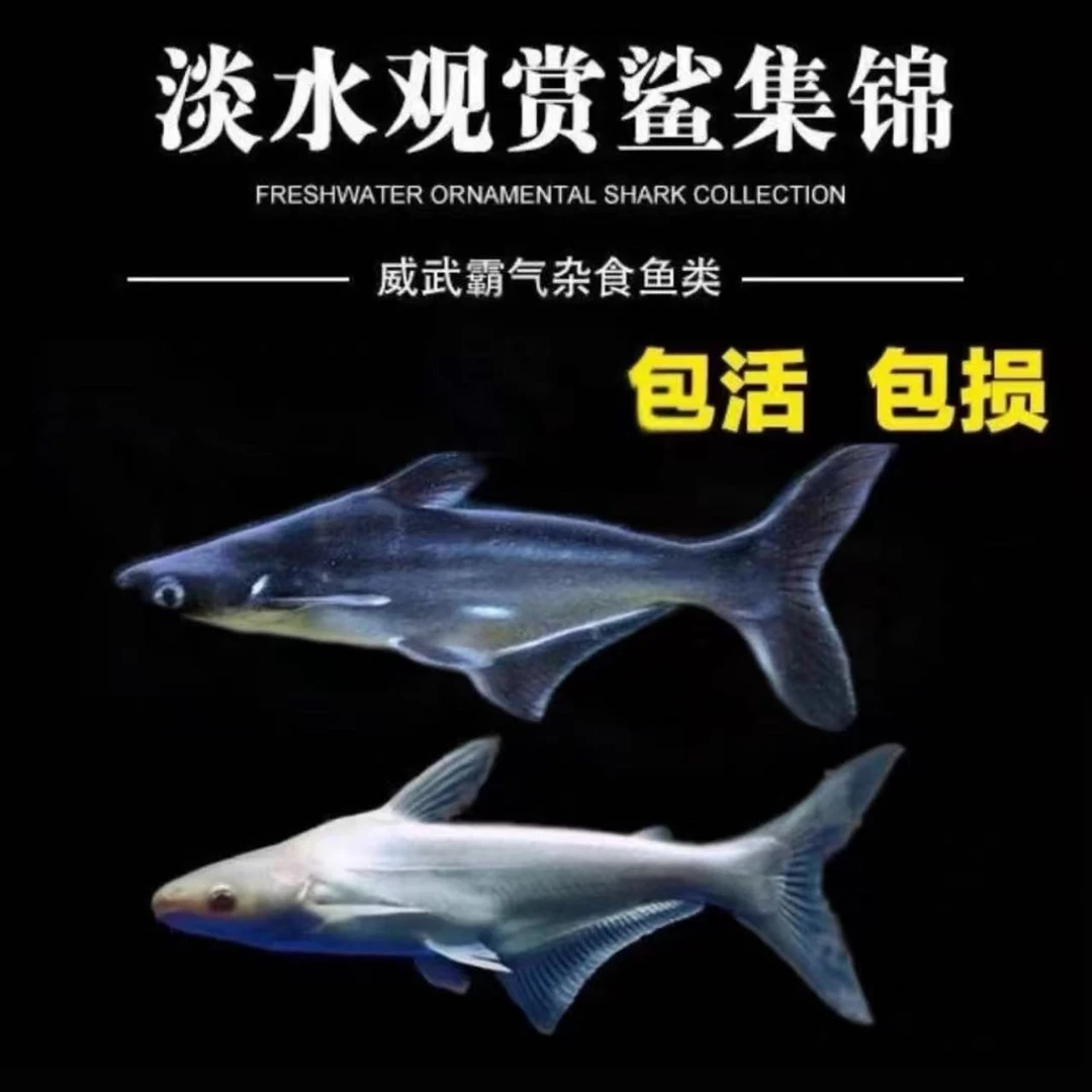 淡水蓝鲨中大型热带淡水猛鱼配鱼鲨鱼好养虎鲨蓝虎鲨活体观赏鱼