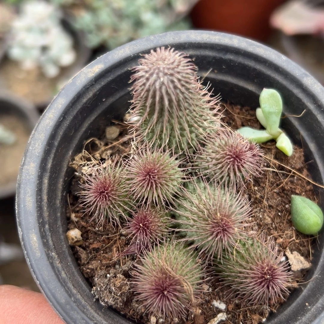 多肉植物多肉植物