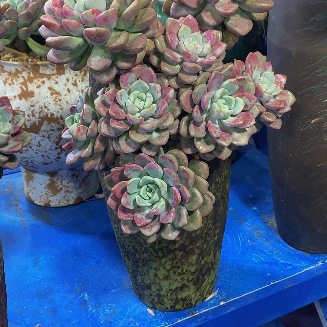 线**白花斑鹿多肉植物带盆物流自理