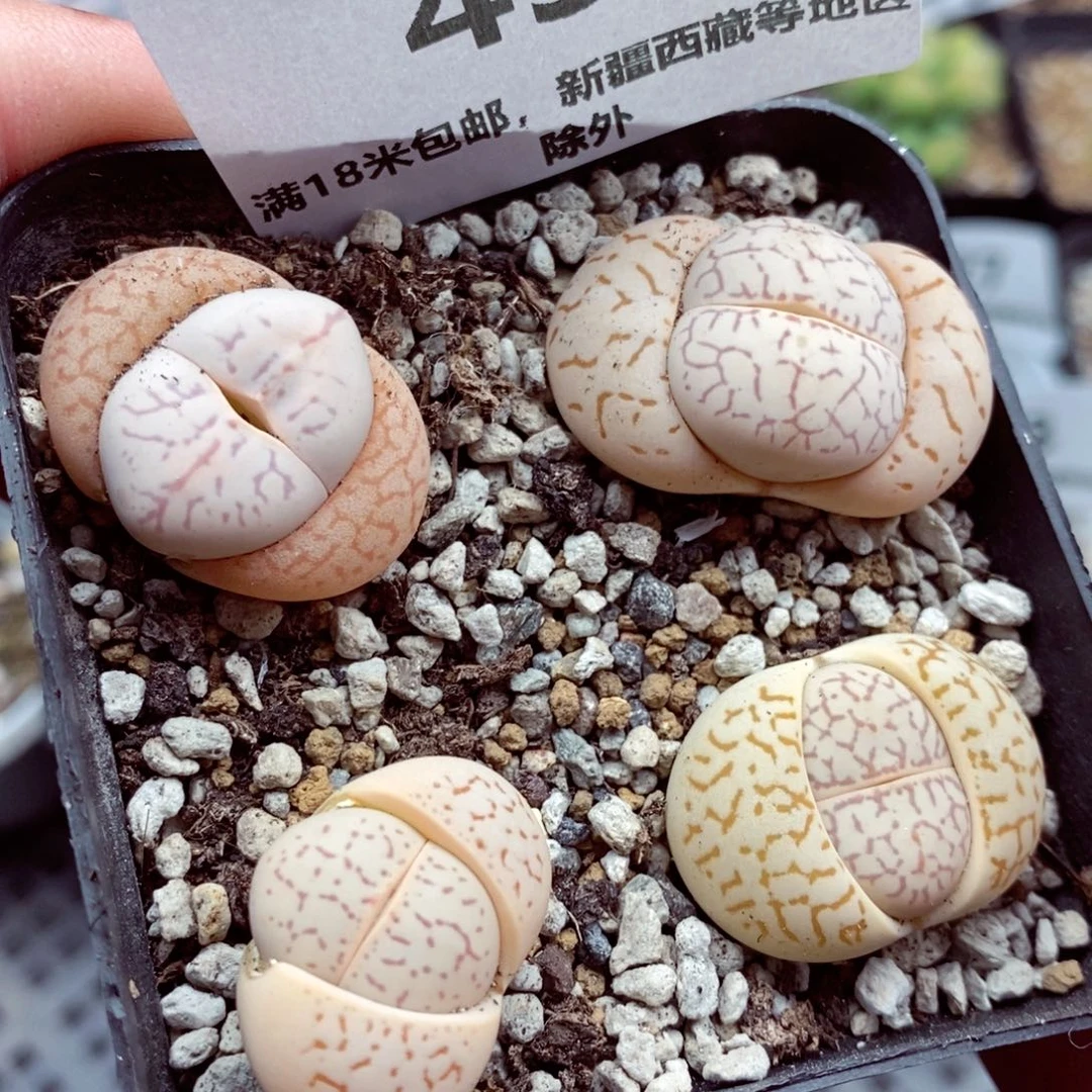 我的小姐姐们都是我436