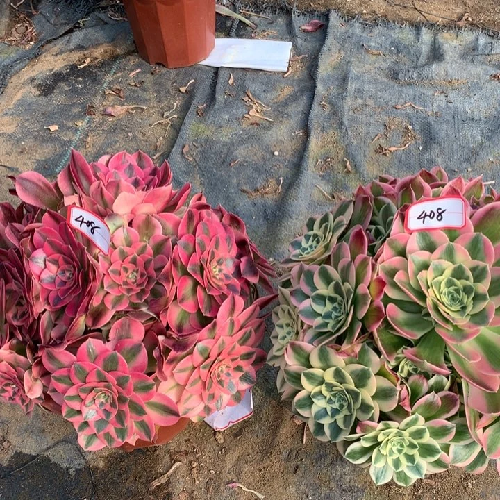 不包损408号白凤香妃老桩