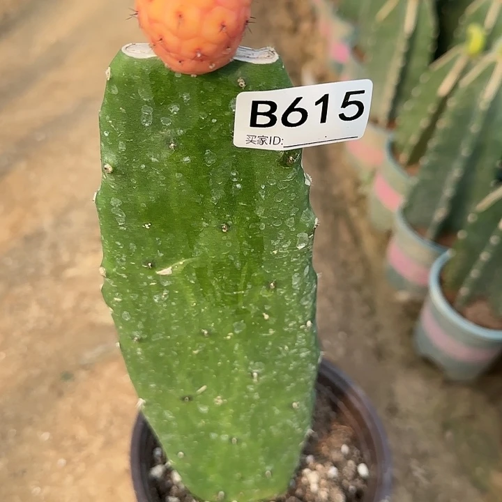 无*管嫁接习锦615