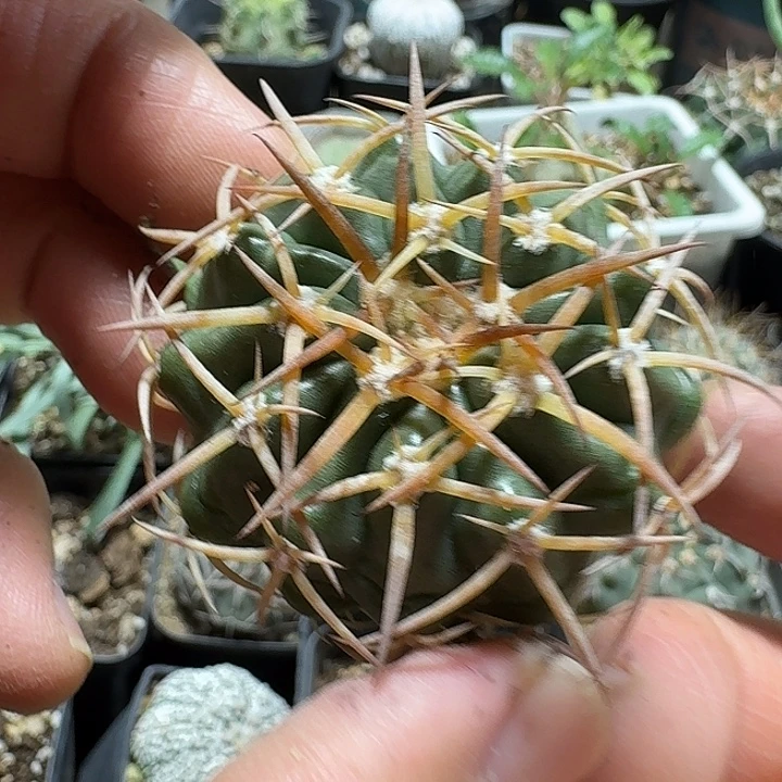 143金刺圆盘玉脱土发货