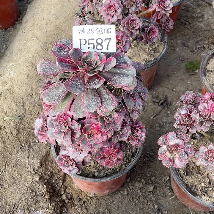 587丽娜多肉植物