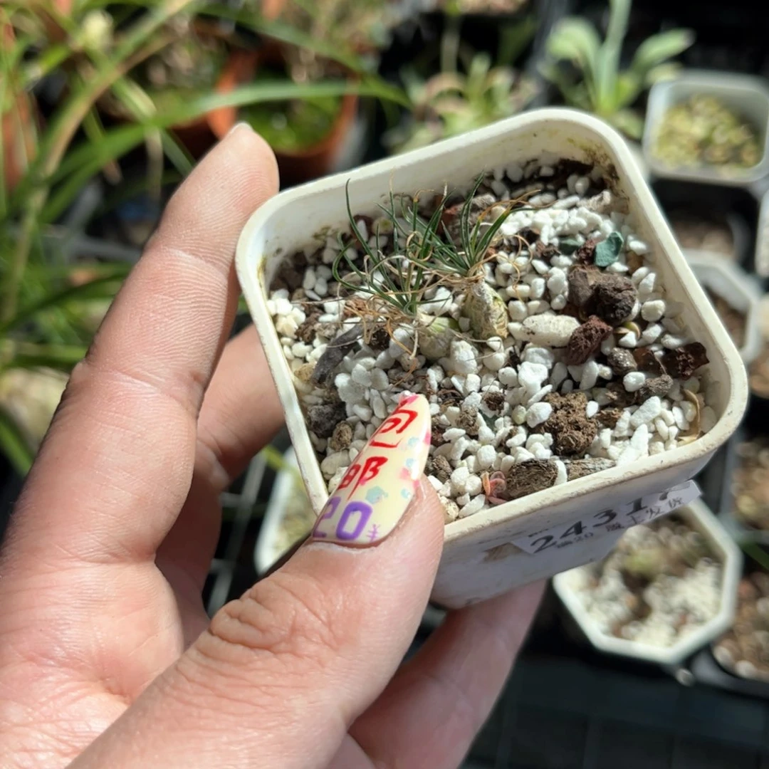 叁24317一物一拍单头发货